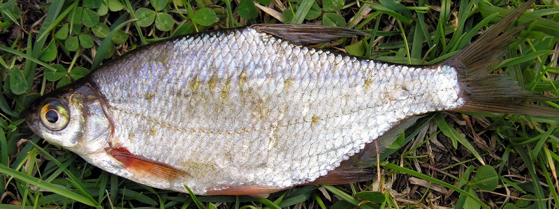 krąp