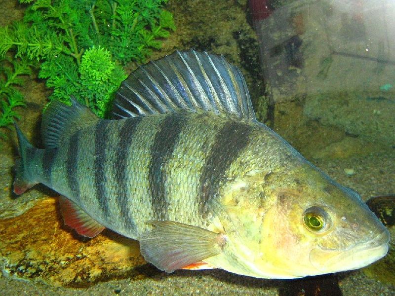 okoń